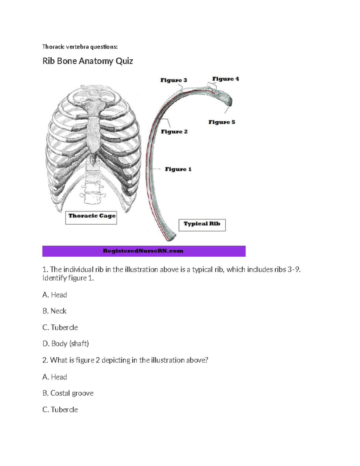 Anatomy questions and answer Thoracic vertebra questions Rib Bone