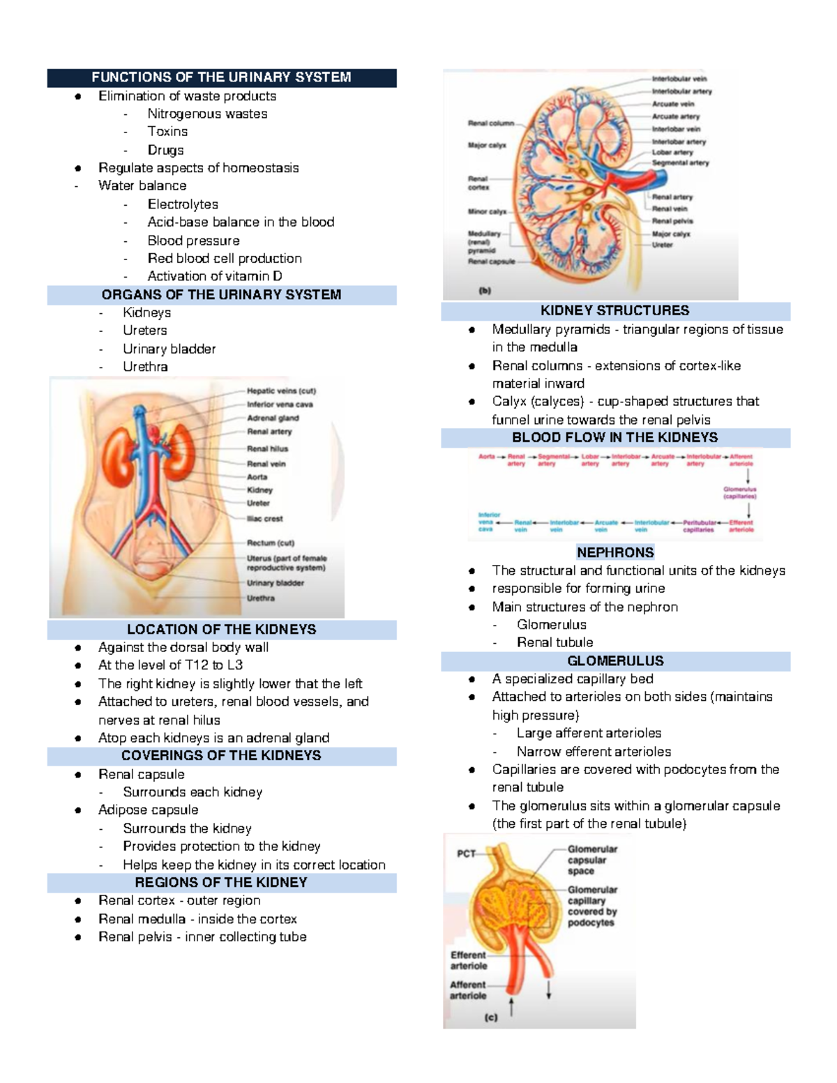 THE Urinary System ANAPHY REVIEWER - FUNCTIONS OF THE URINARY SYSTEM ...