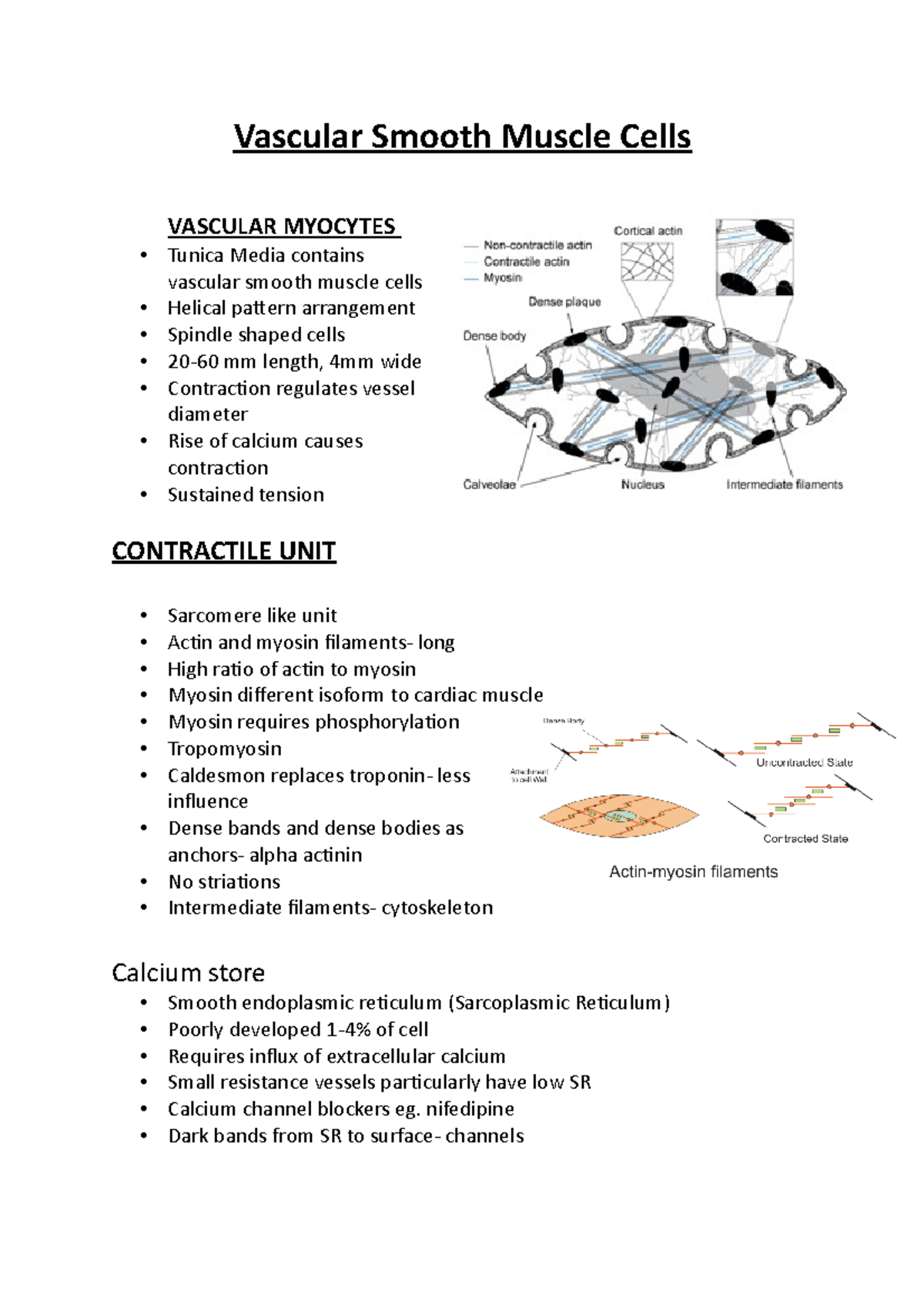 Vascular Smooth Muscle Cells - Vascular Smooth Muscle Cells VASCULAR ...