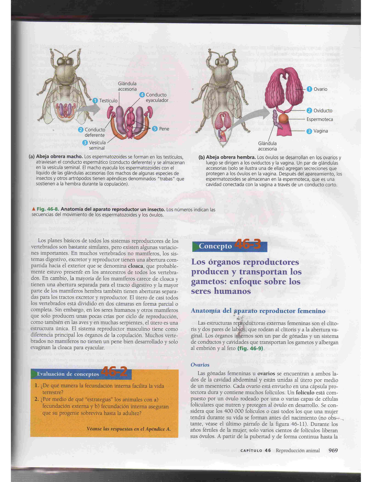 2.Sistema Reproductivo - Biologia I - StuDocu