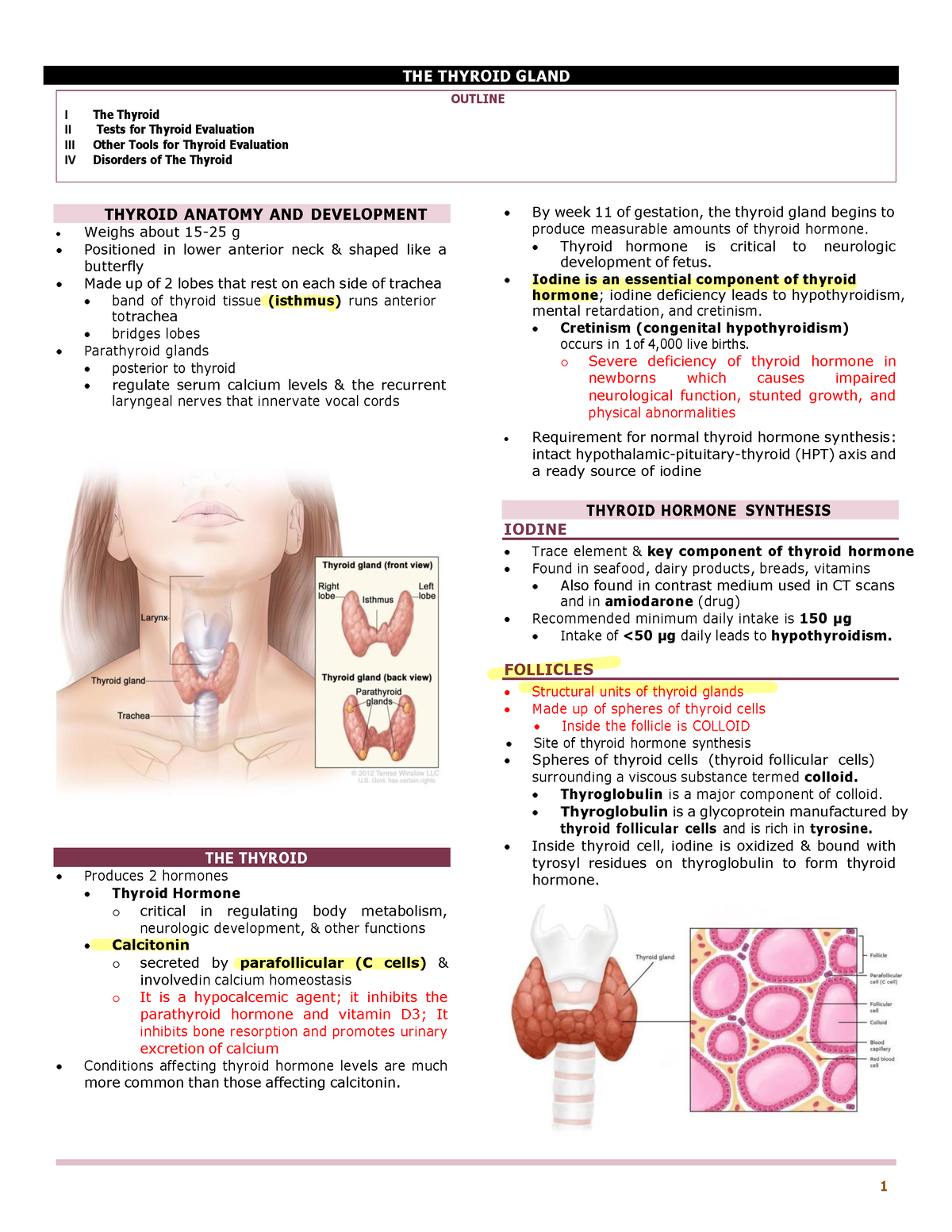 CC2- Thyroid- Gland - CC CSU - BS MedTech - Studocu