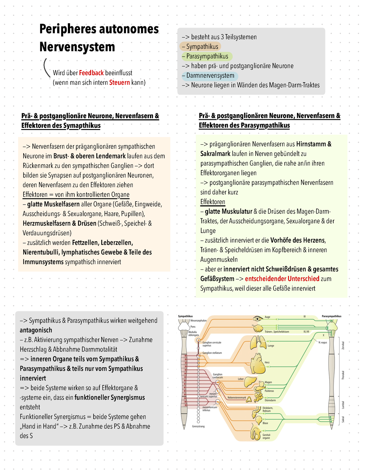 3 Anatomie 8 - Wintersemester - Biologische Psychologie - Peripheres ...