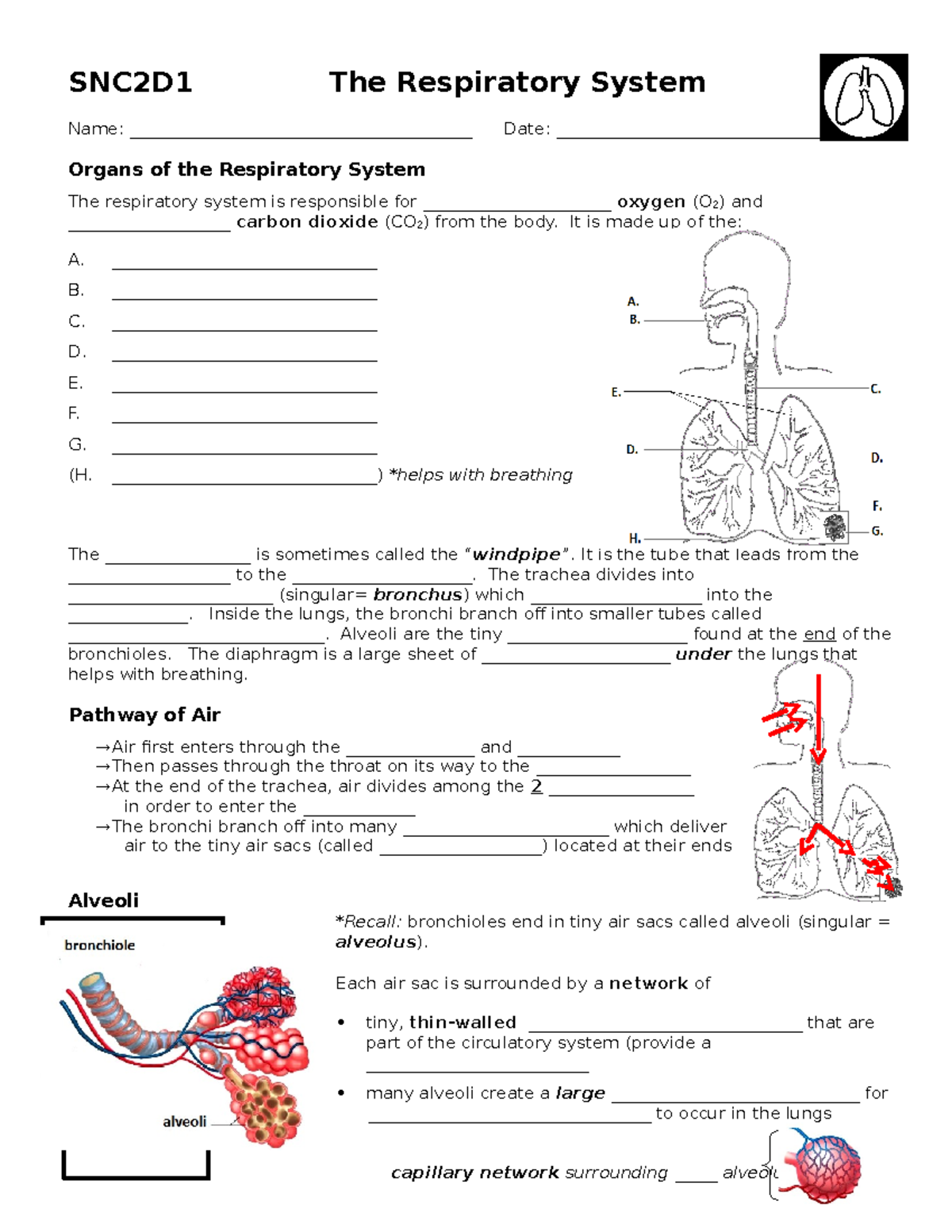 respiratory system short essay