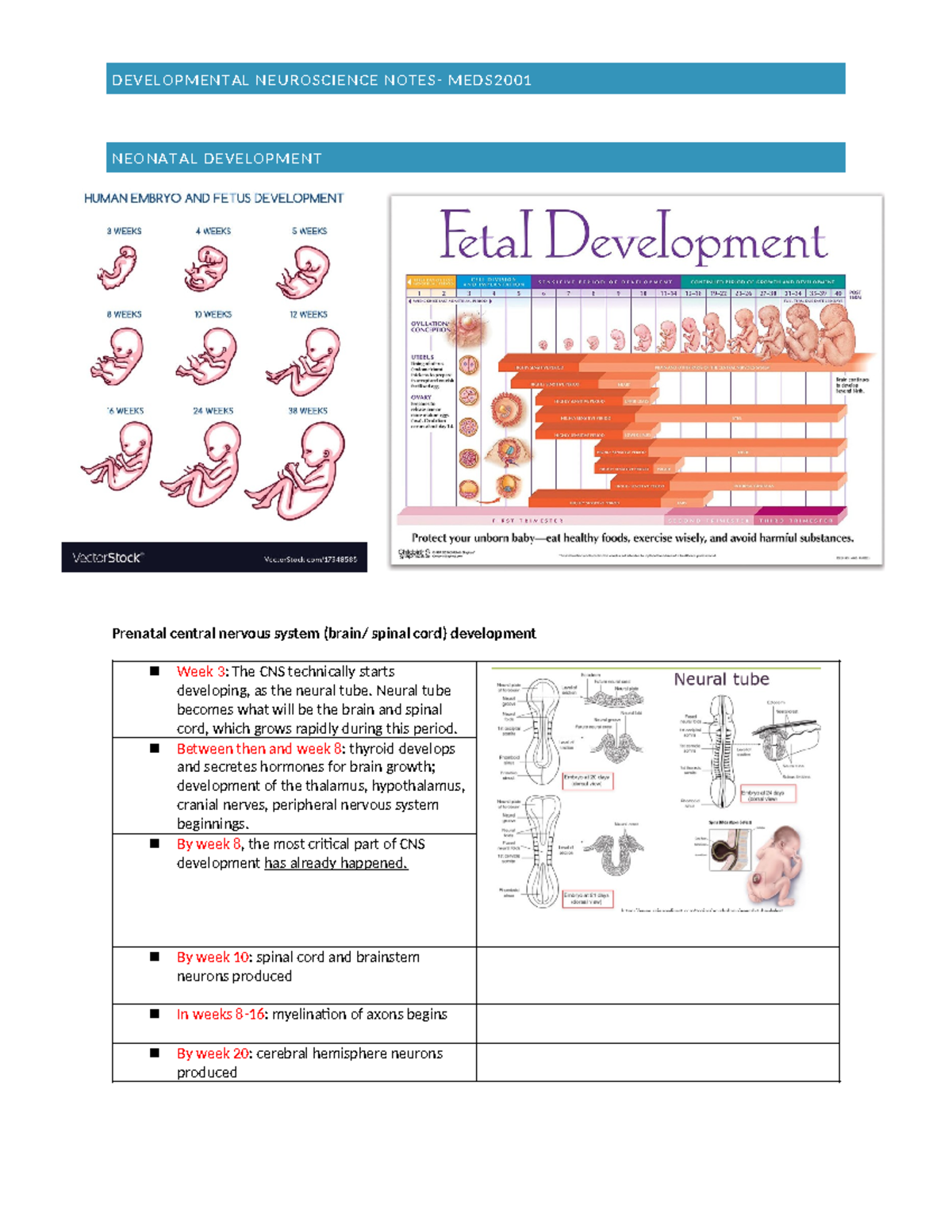 Workshop- Developmental neuroscience notes - DEVELOPMENTAL NEUROSCIENCE ...