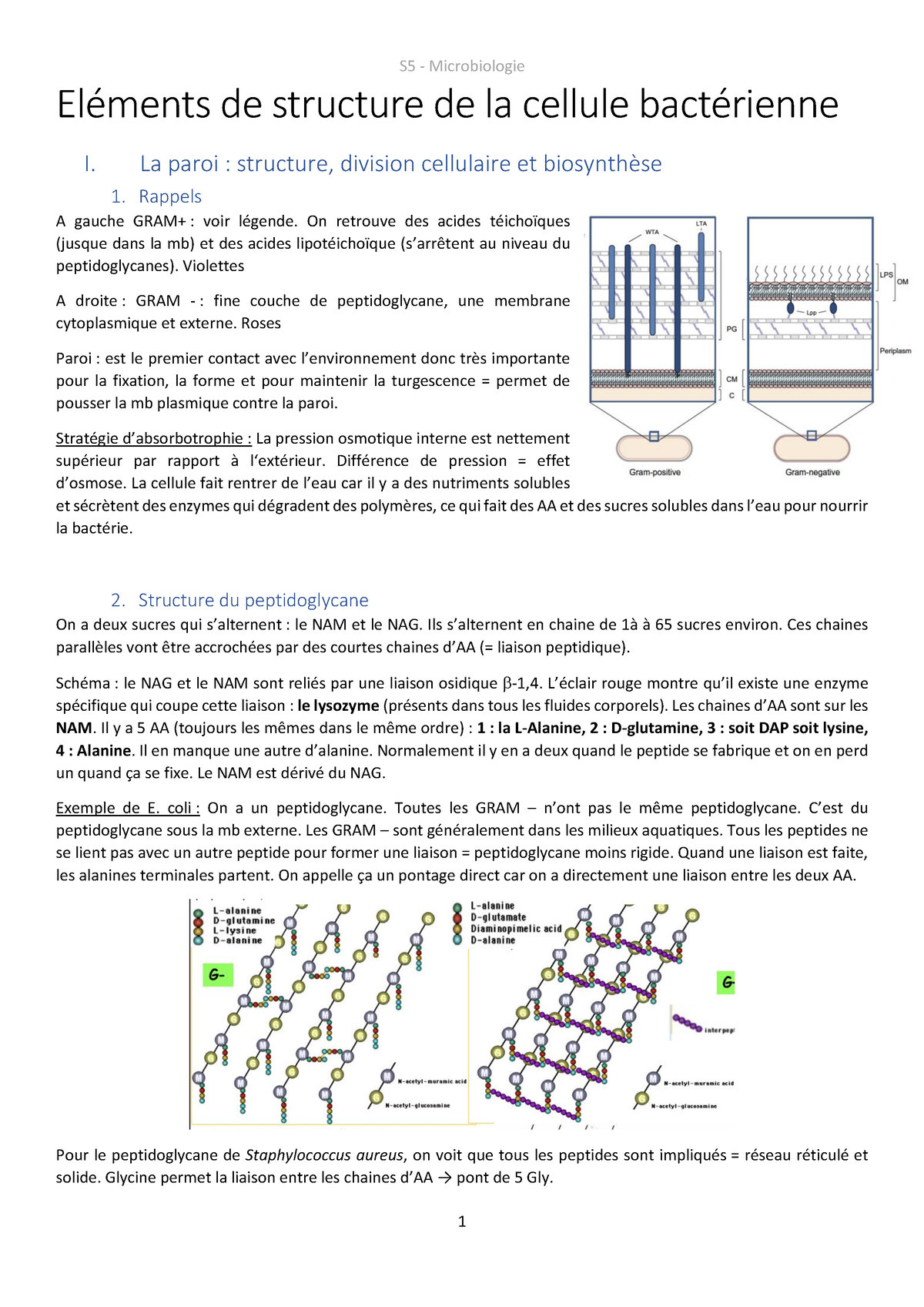 structure du peptidoglycane paroi cellulaire bactérienne