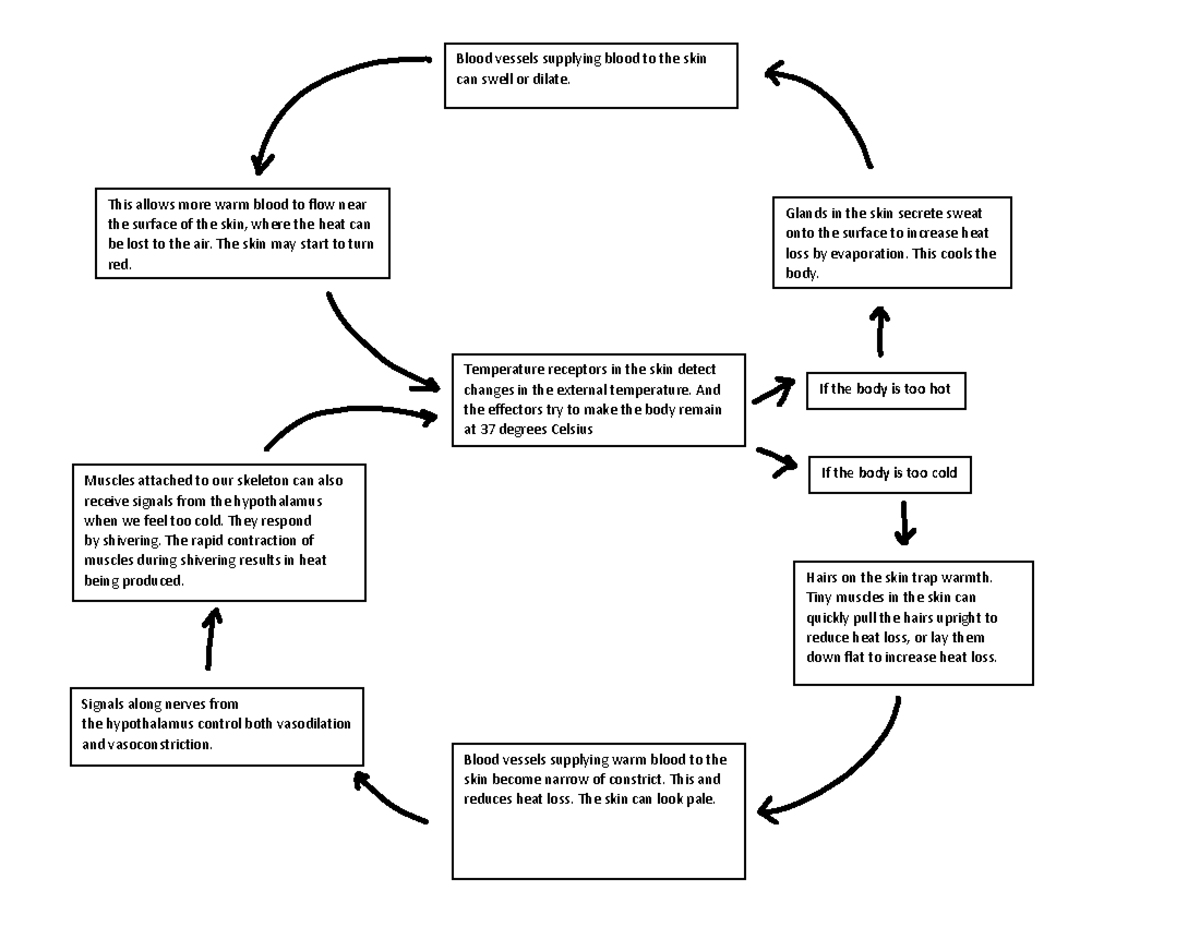 Feedback loop - Temperature receptors in the skin detect changes in the ...