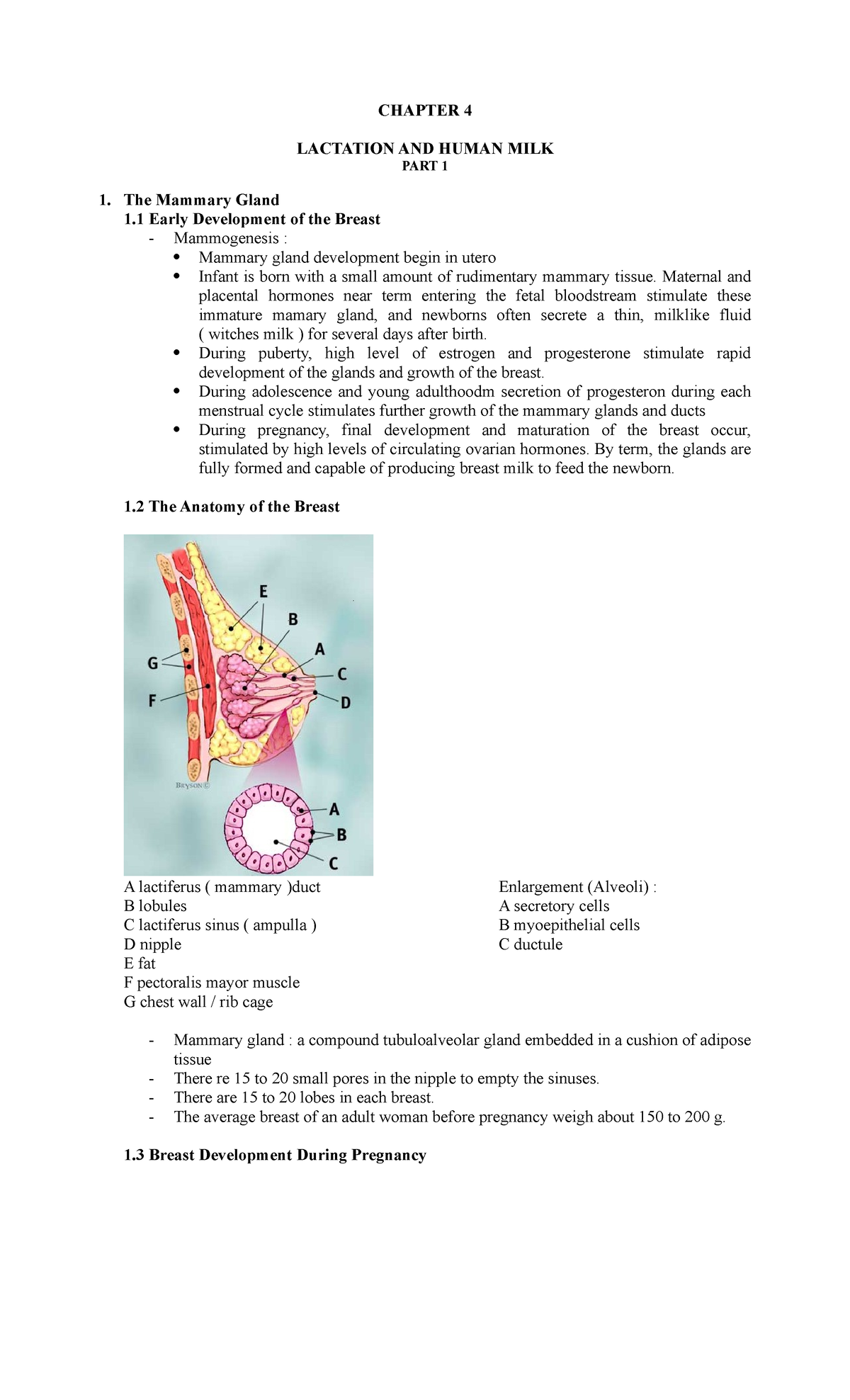 Female anatomy reproductive system - CHAPTER 4 LACTATION AND HUMAN MILK ...