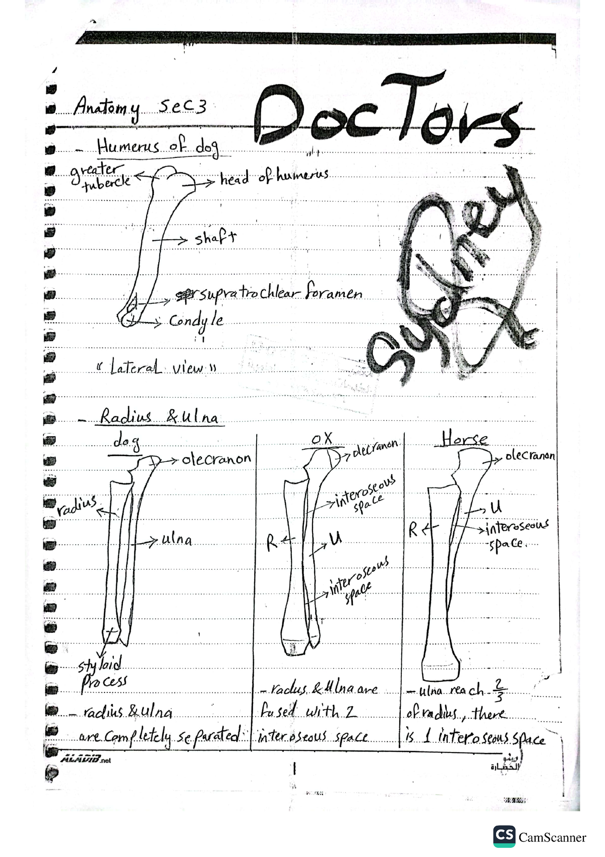 Applied anatomy section 3 first semester fourth year Medicine