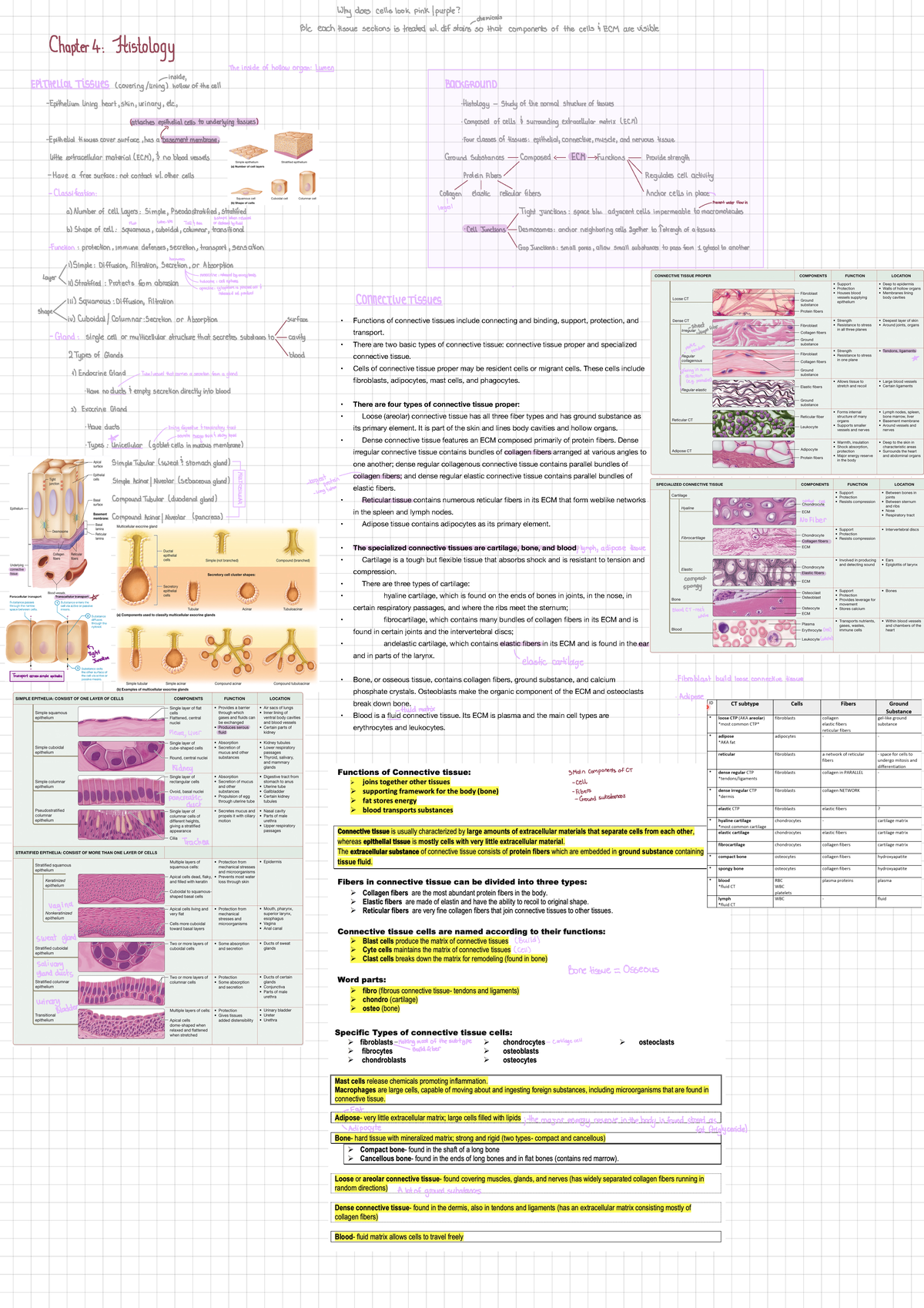 Human AP C4 - Chapter 4 Note - • Functions Of Connective Tissues ...