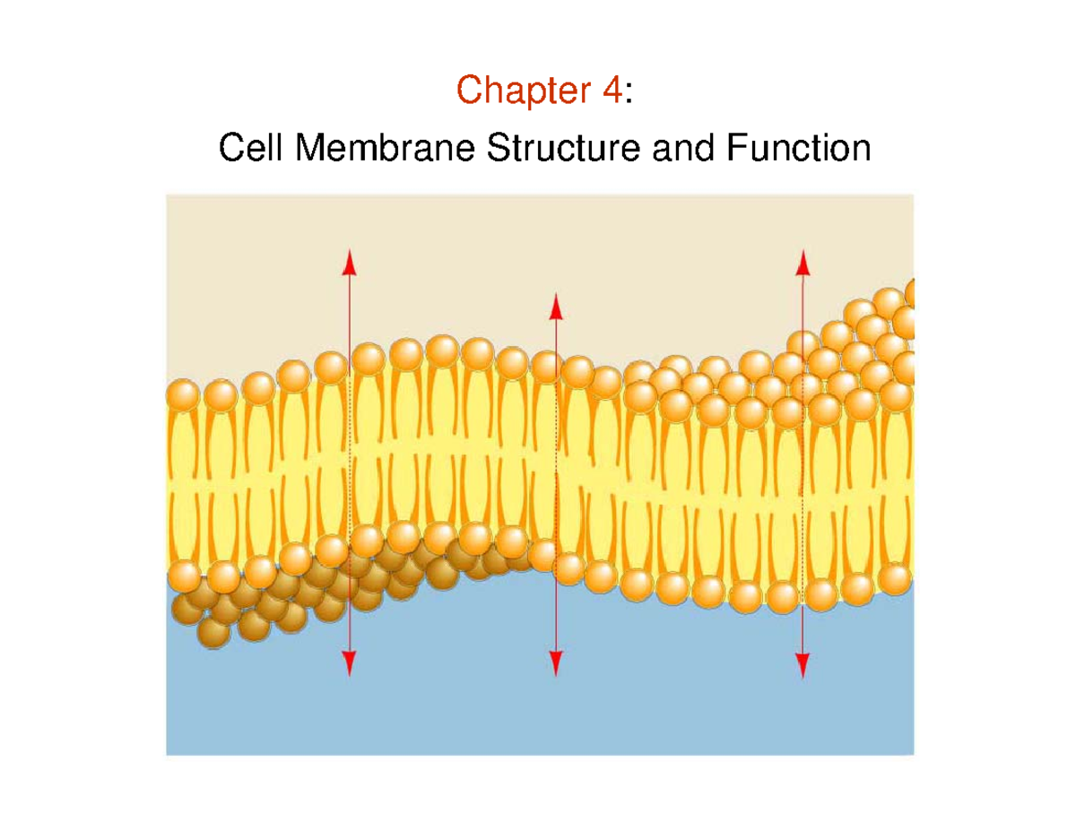 Plasma Membrane and Transport Chapter 4 Cell Membrane Structure and