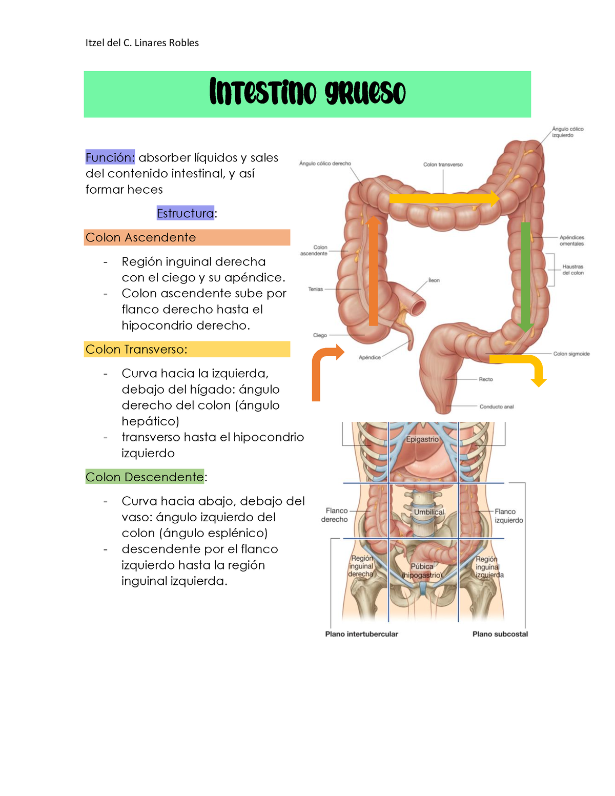 anatomía del intestino