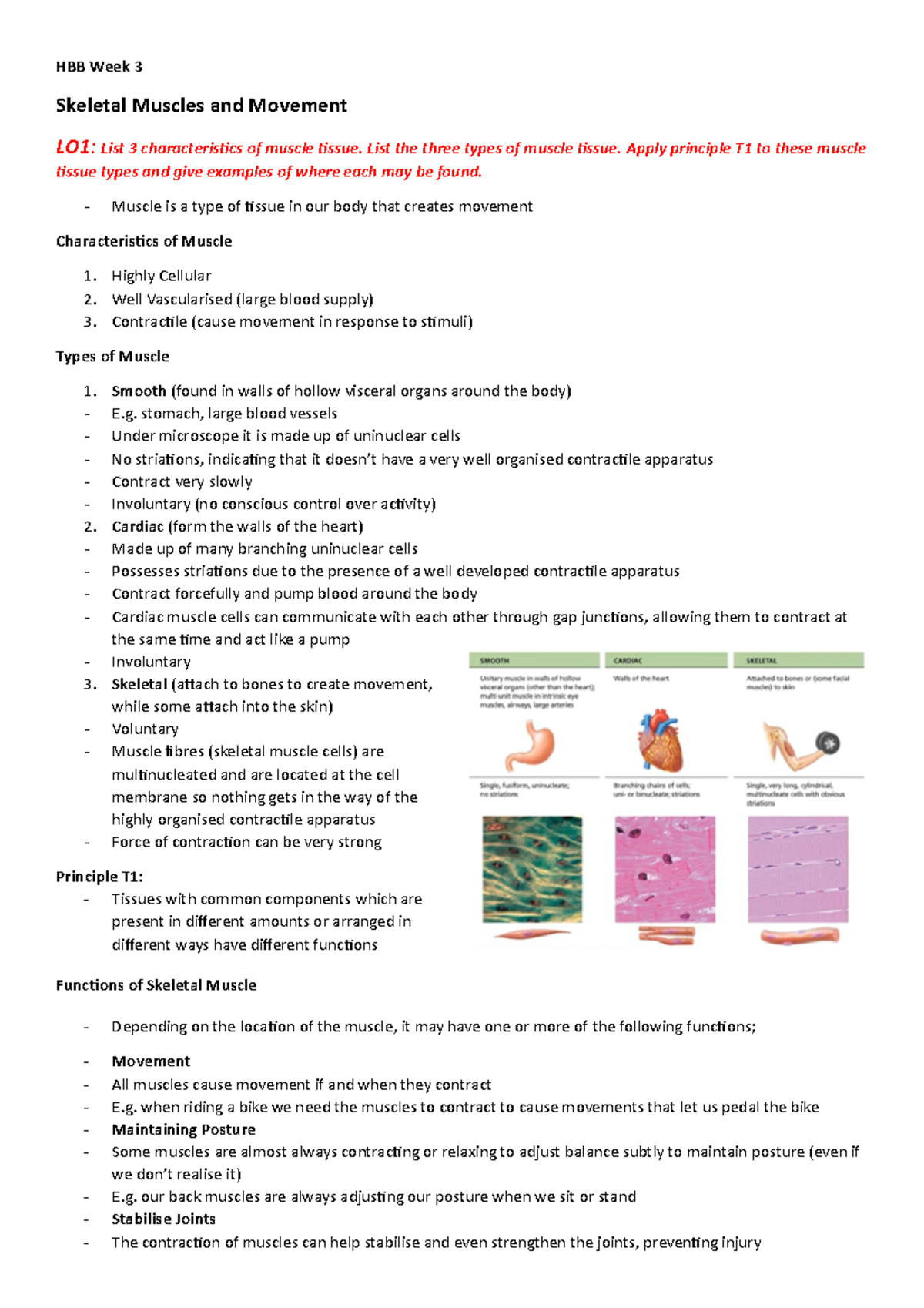 HBB Week 3 - Lecture notes 3 - HBB Week 3 Skeletal Muscles and Movement ...