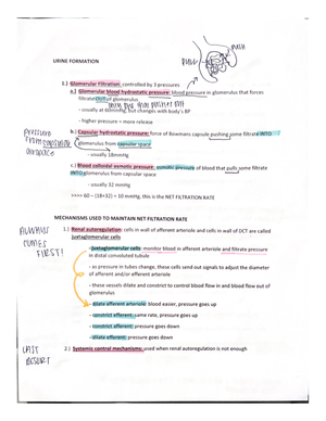 Anatomy And Physiology 2 The Urinary System Notes - HSCI 2021 - Studocu