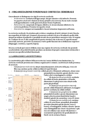 neuroni piramidali della corteccia cerebrale