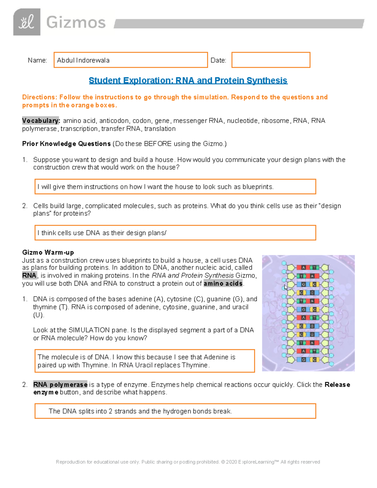 Worksheet Dna Rna And Protein Synthesis Key