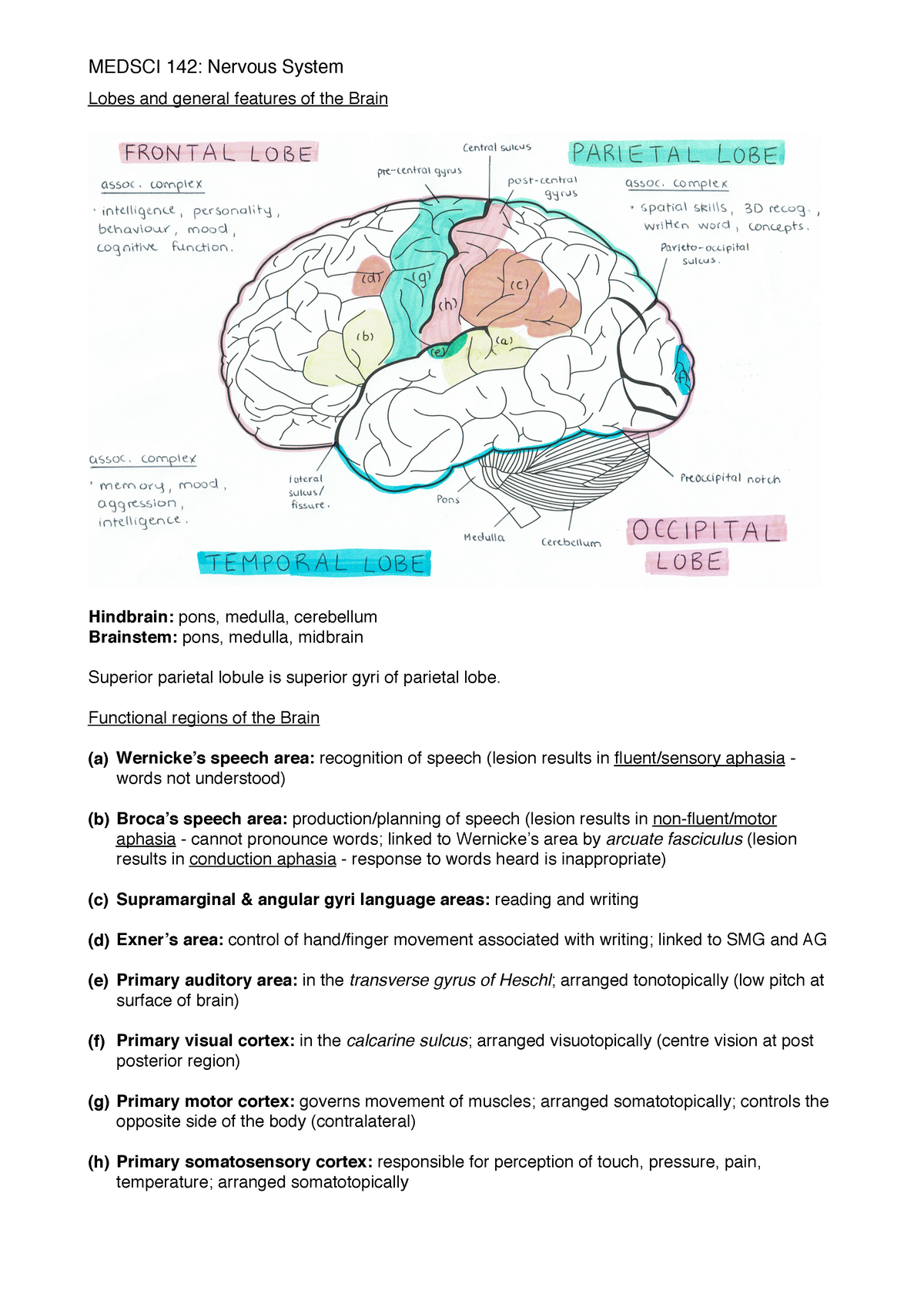 Medsci Nervous Notes - Lobes and general features of the Brain ...