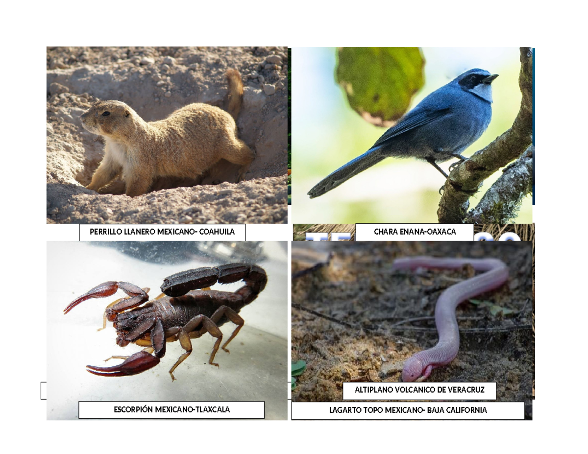 Animales Endemicos - Diseño de estándares - AJOLOTE MEXICANO-CUIDAD DE