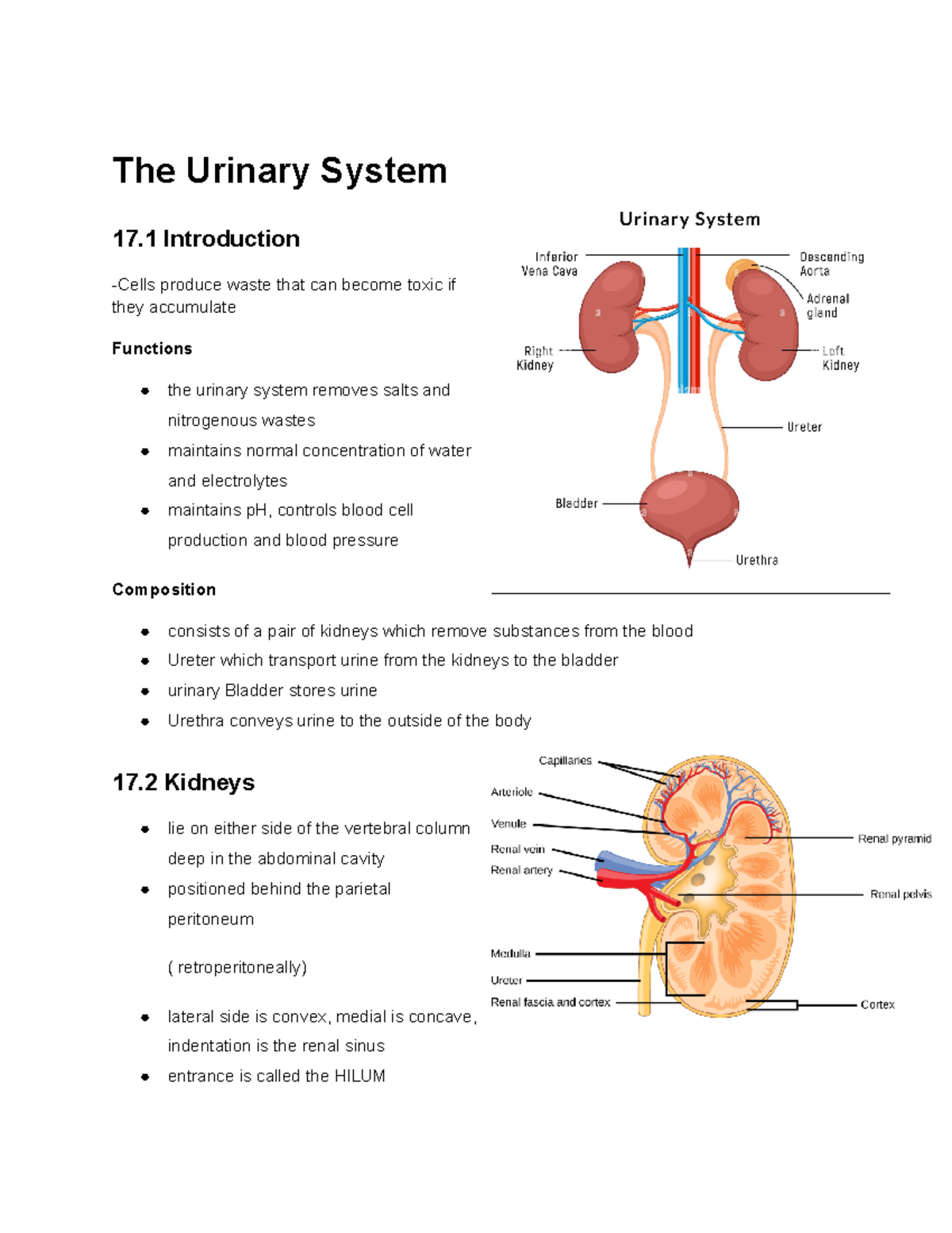 Copy of The Urinary System Notes - The Urinary System 17 Introduction ...