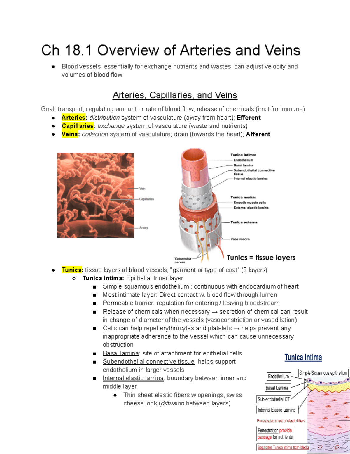 Ch 18 Cardiovascular System The Blood Vessels - Ch 18 Overview Of ...