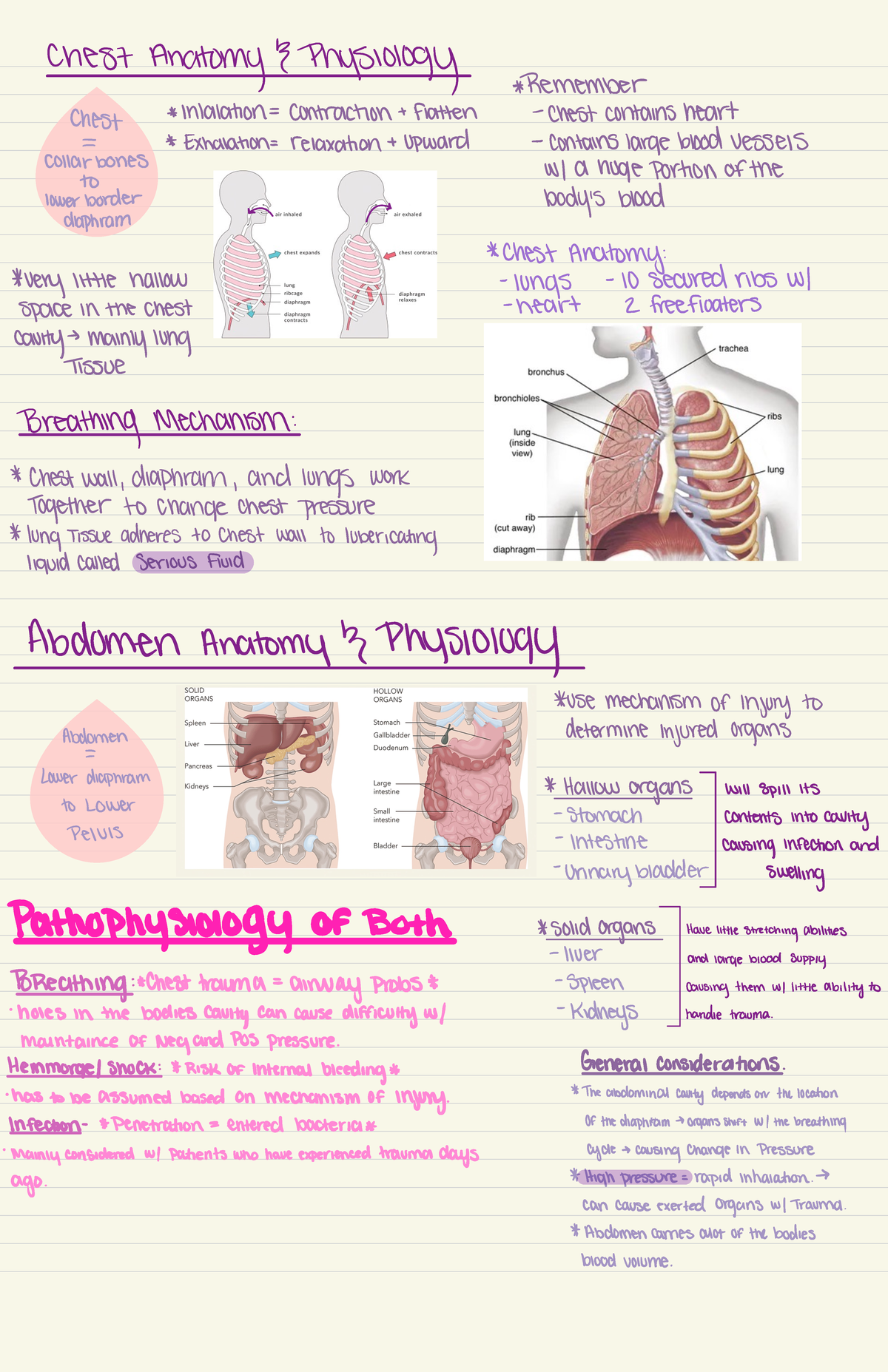 Chapter 31 Study Guide - Chest and Abdominal trauma book notes - Chest ...