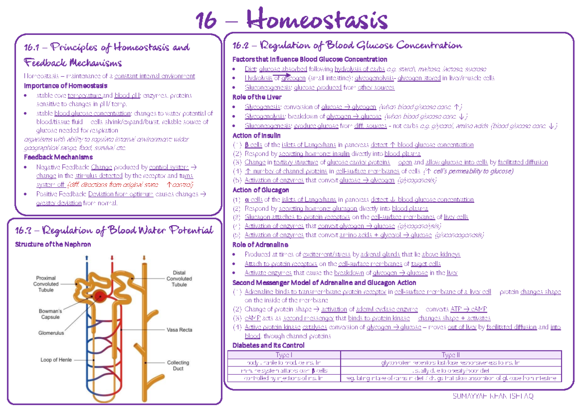 16 Homeostasis - SUMAYYAH KHAN ISHFAQ – – Homeostasis – maintenance of ...