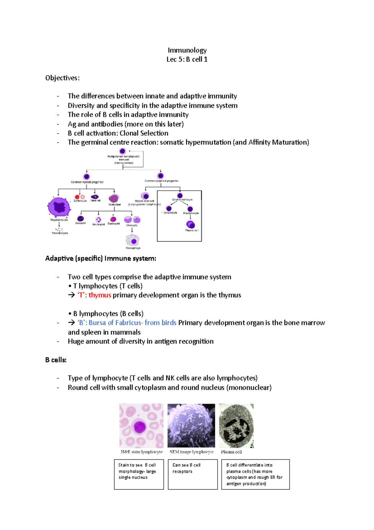 Imm lec 5 notes - Immunology Lec 5: B cell 1 Objecives: The diferences ...