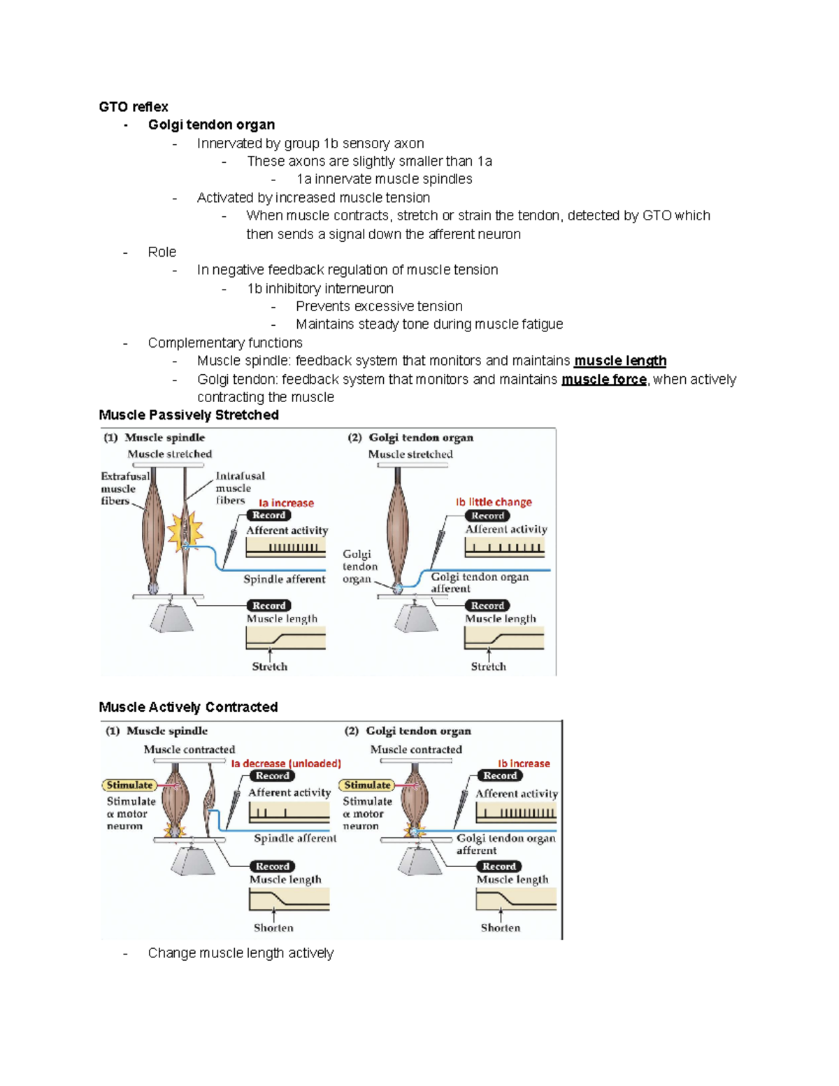 Unit 2- Neural Circuits End of Spinal Reflexes - GTO reflex - Golgi ...