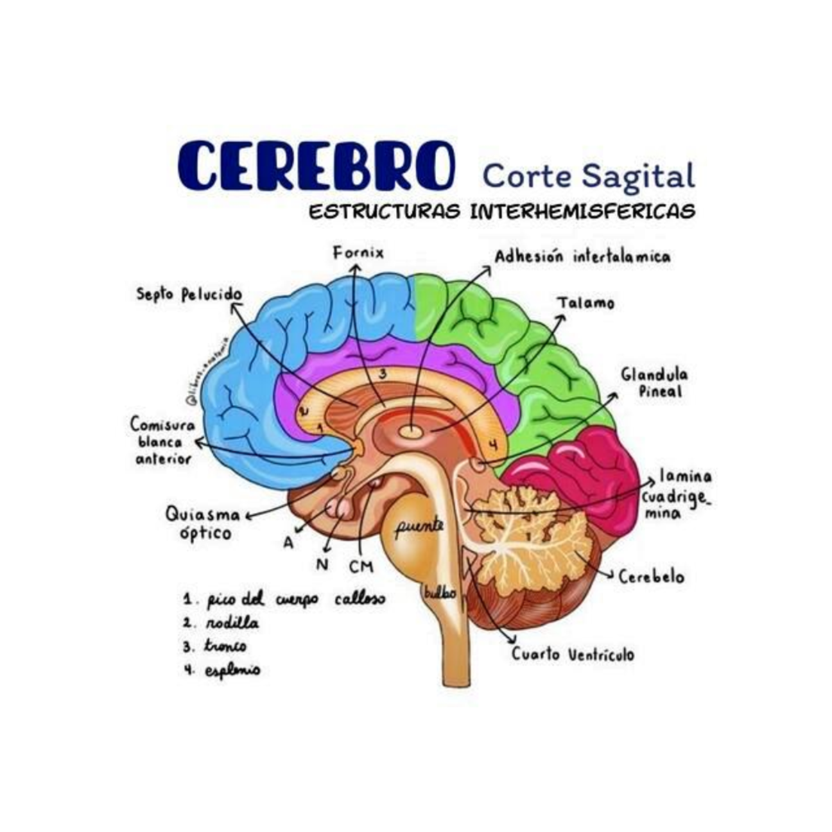 Neuro - Neurociencias - CEREBRO Corte Sagital ESTRUCTURAS ...