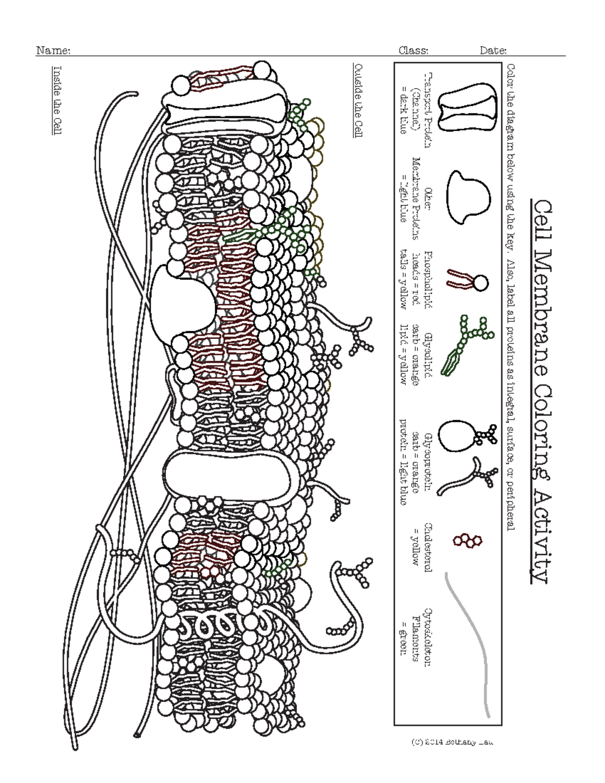 Cell Membrane Coloring Activity Help Students Identify Key Structures 1 