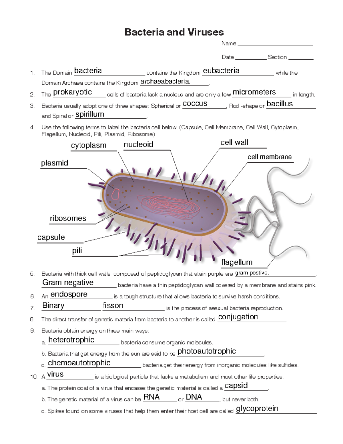 Bacteria Wksh emind labs Bacteria and Viruses Name