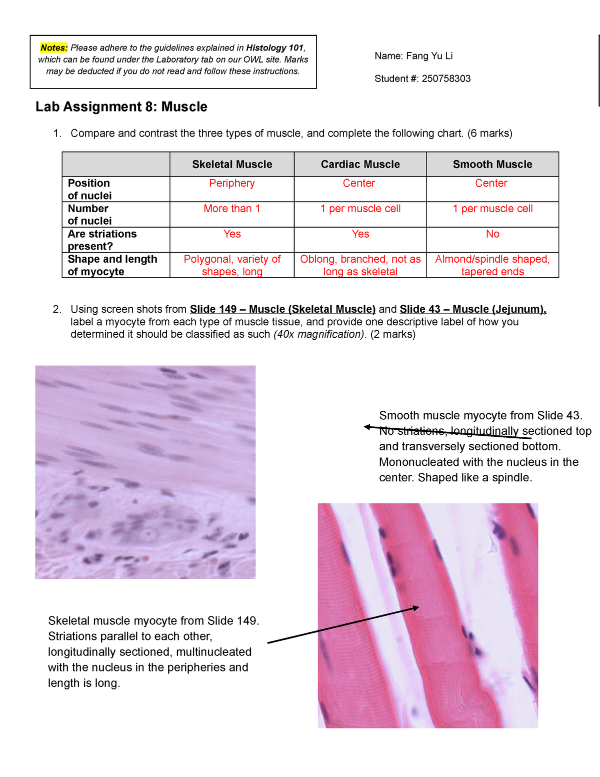 Lab Assignment 9 Muscle Mammalian Histology Uwo Studocu
