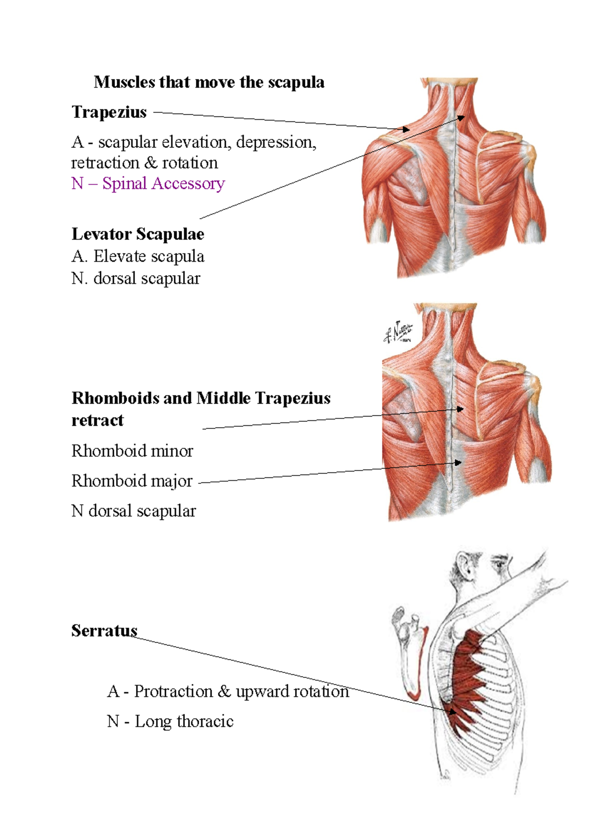 scapular elevation