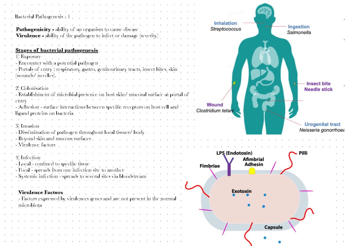 2.2 - Bacterial Pathogenesis 2 Lecture Slides For All Who Wants To Gain ...