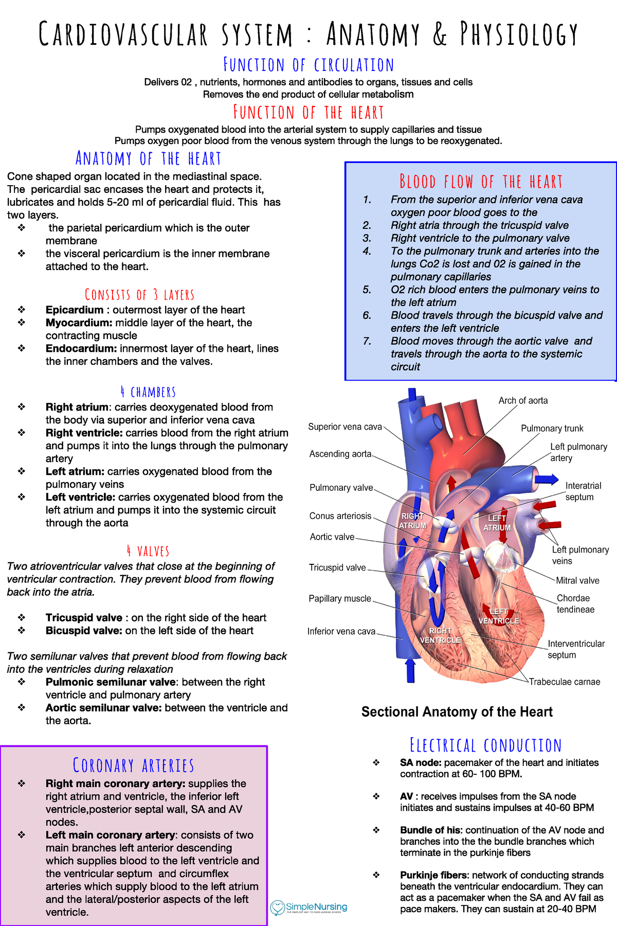 cardiovascular system presentation pdf