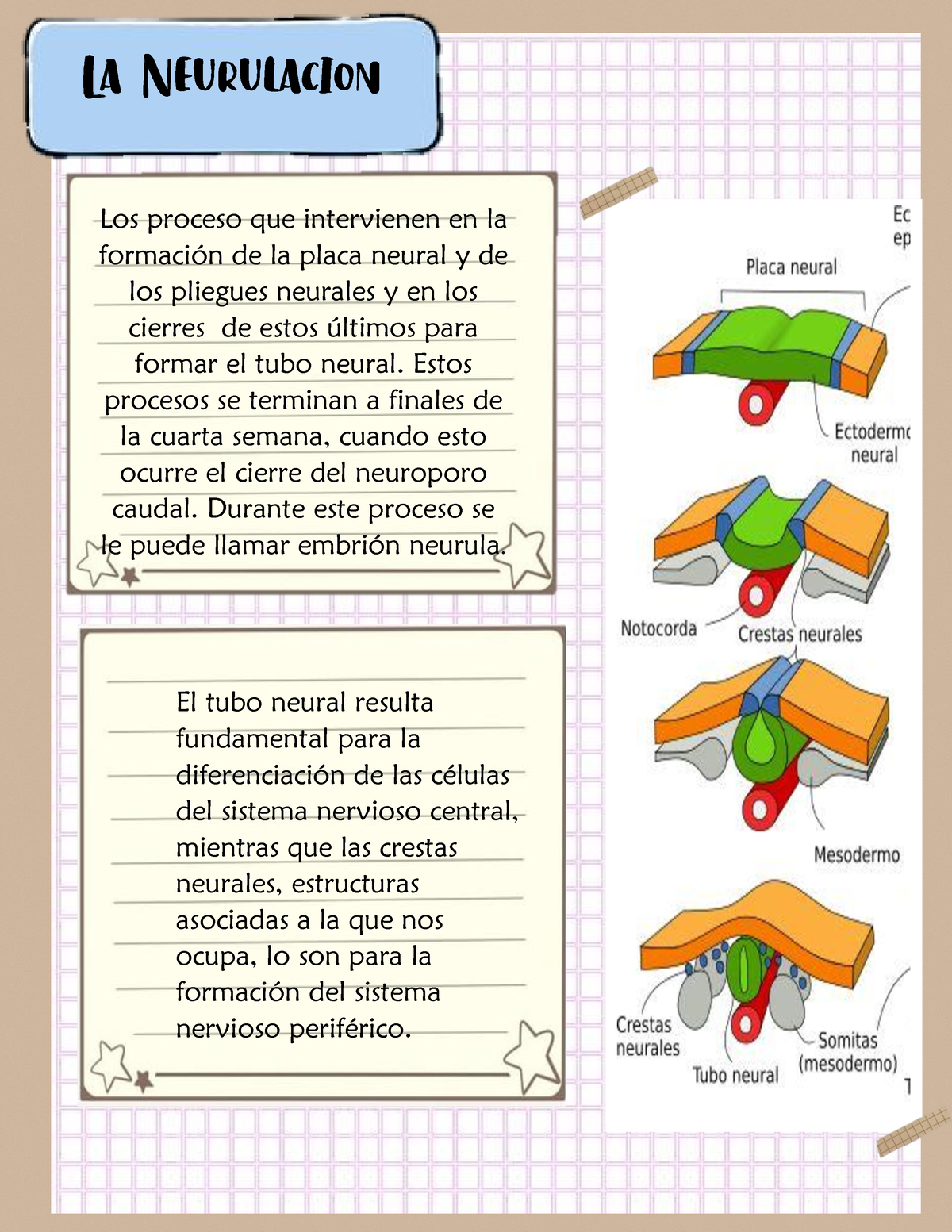 Neurulacion Embriologia - Los Proceso Que Intervienen En La Formación 