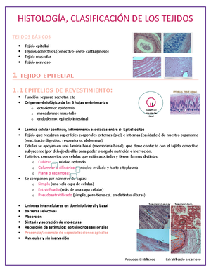 Solved Defina Qu Son Los Cuerpos De Nissl O Sustancia Cromatoflica En