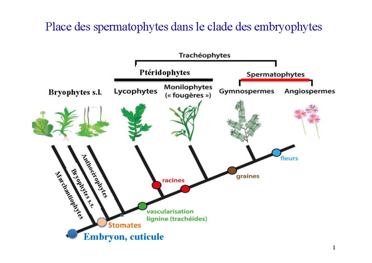 Les angiospermes L1S1 - 1 Place des spermatophytes dans le clade des ...