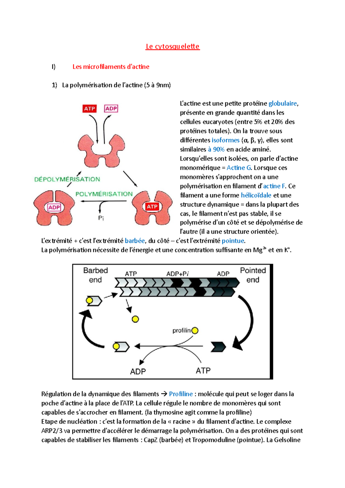 D- Cytosquelette - 1.02B - Le Cytosquelette I) Les Microfilaments D ...