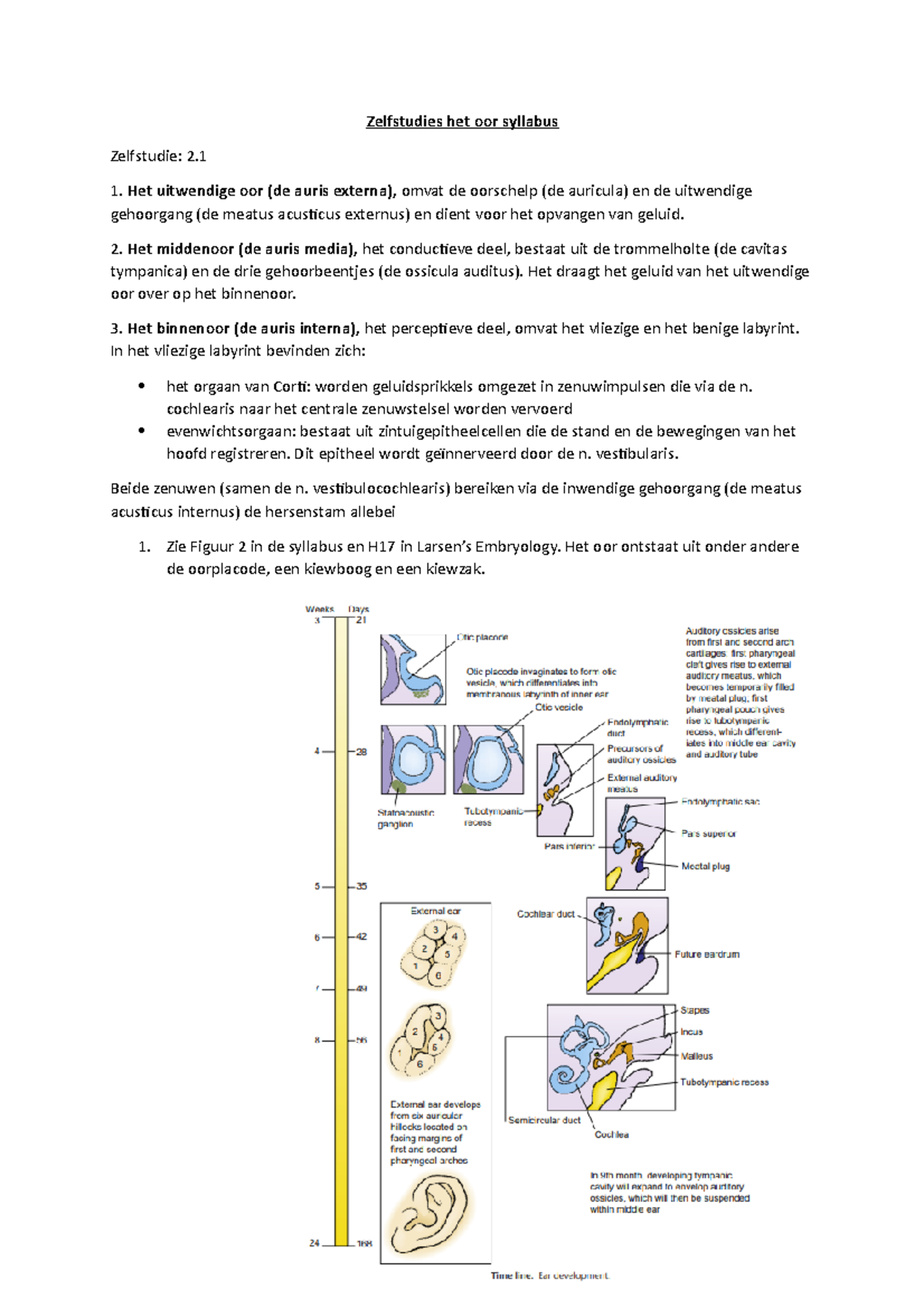 Zs Oor - Zelfstudie Het Oor Anatomue Module 9 - Zelfstudies Het Oor ...