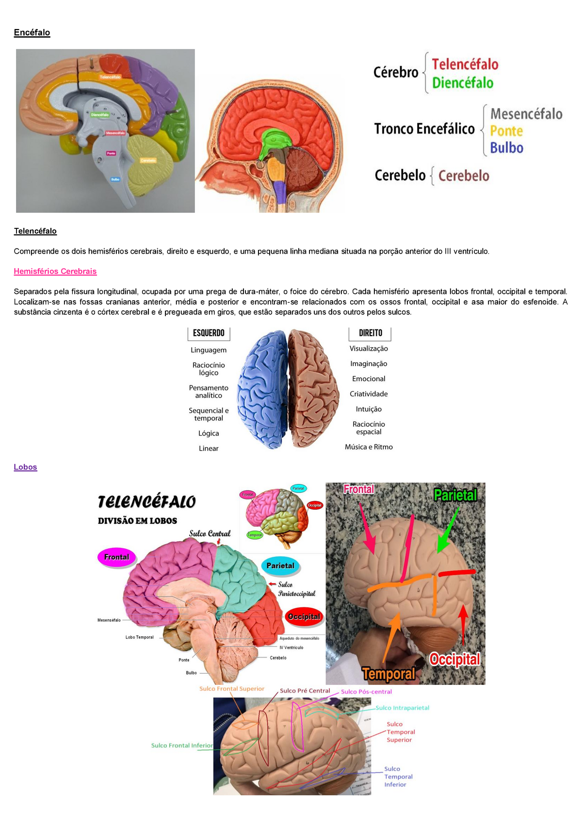 1º Ano Módulo 4 Fisiologia Roteiro 1 Todas As Divisões Do