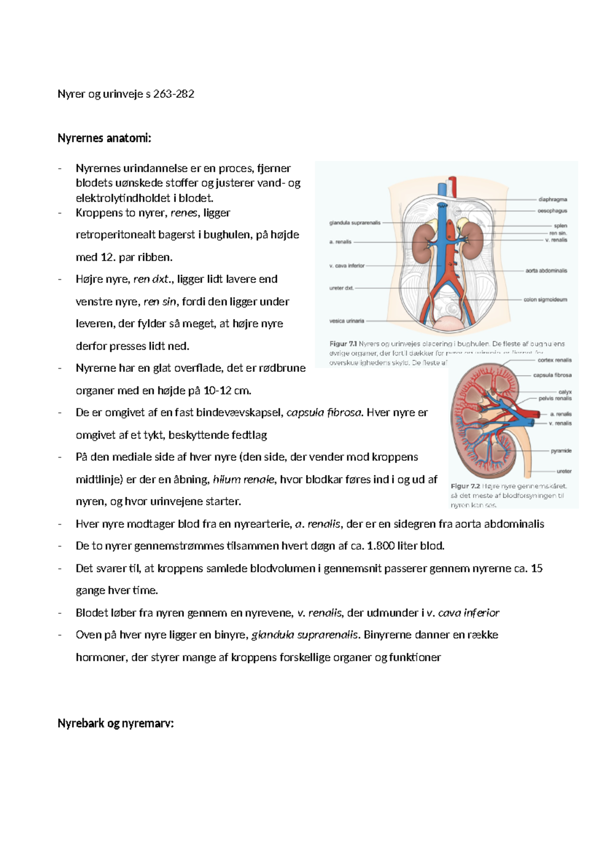 Nyrer og urinveje - Kroppens to nyrer, renes, ligger retroperitonealt ...