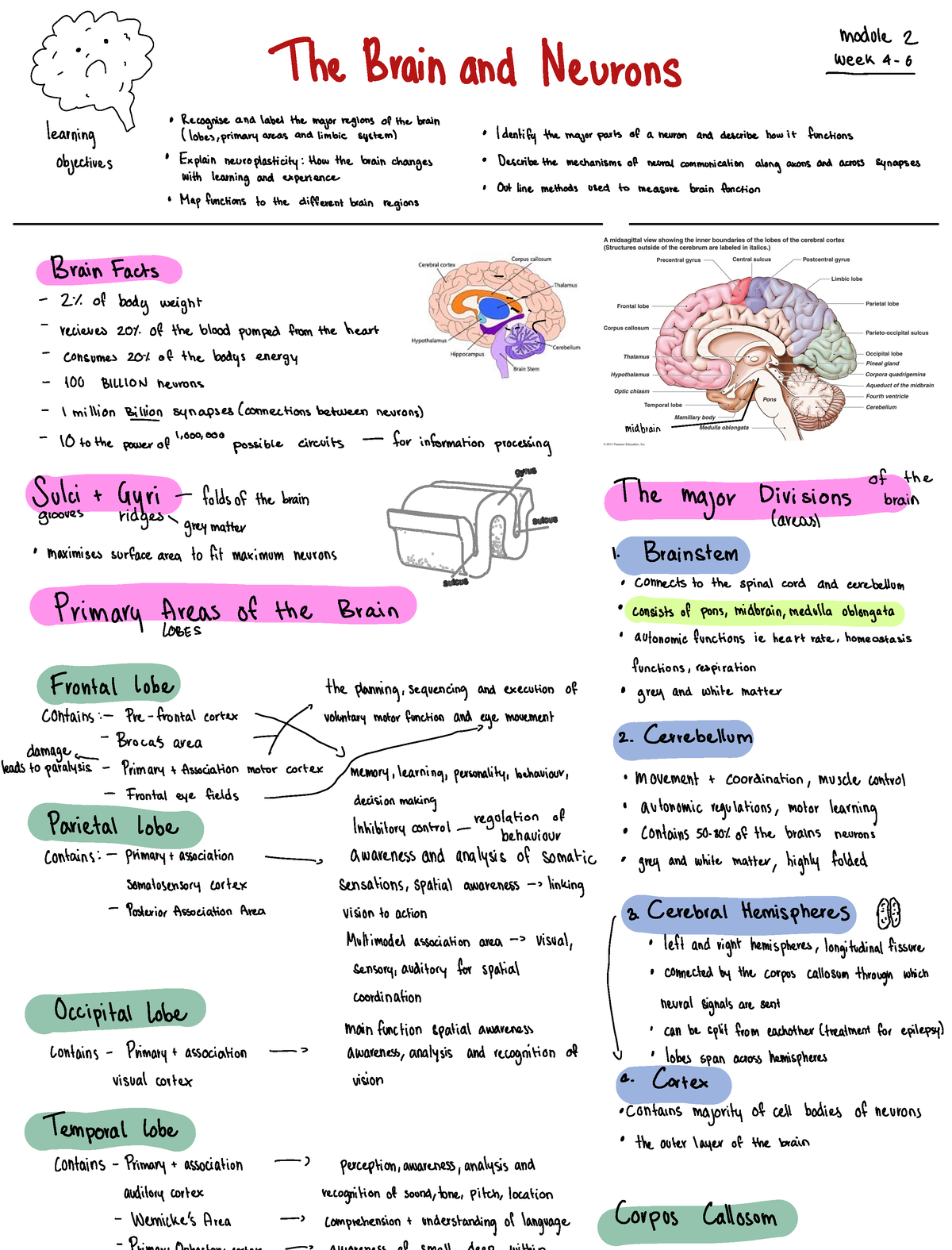 Module 2 Ross Cunnington Notes - module 2 The Brain and Neurons were ...