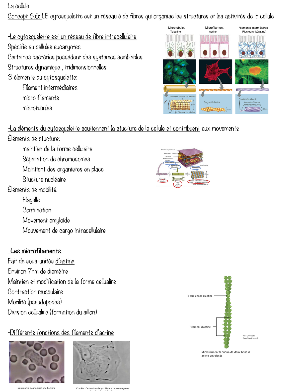 Le Cytosquelette - Lecture Notes 4 - La Cellule Concept 6: LE ...