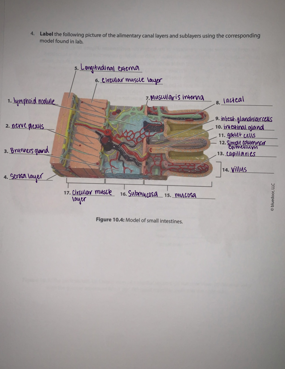 Human AP Lab 10 - Label the following picture of the alimentary canal ...