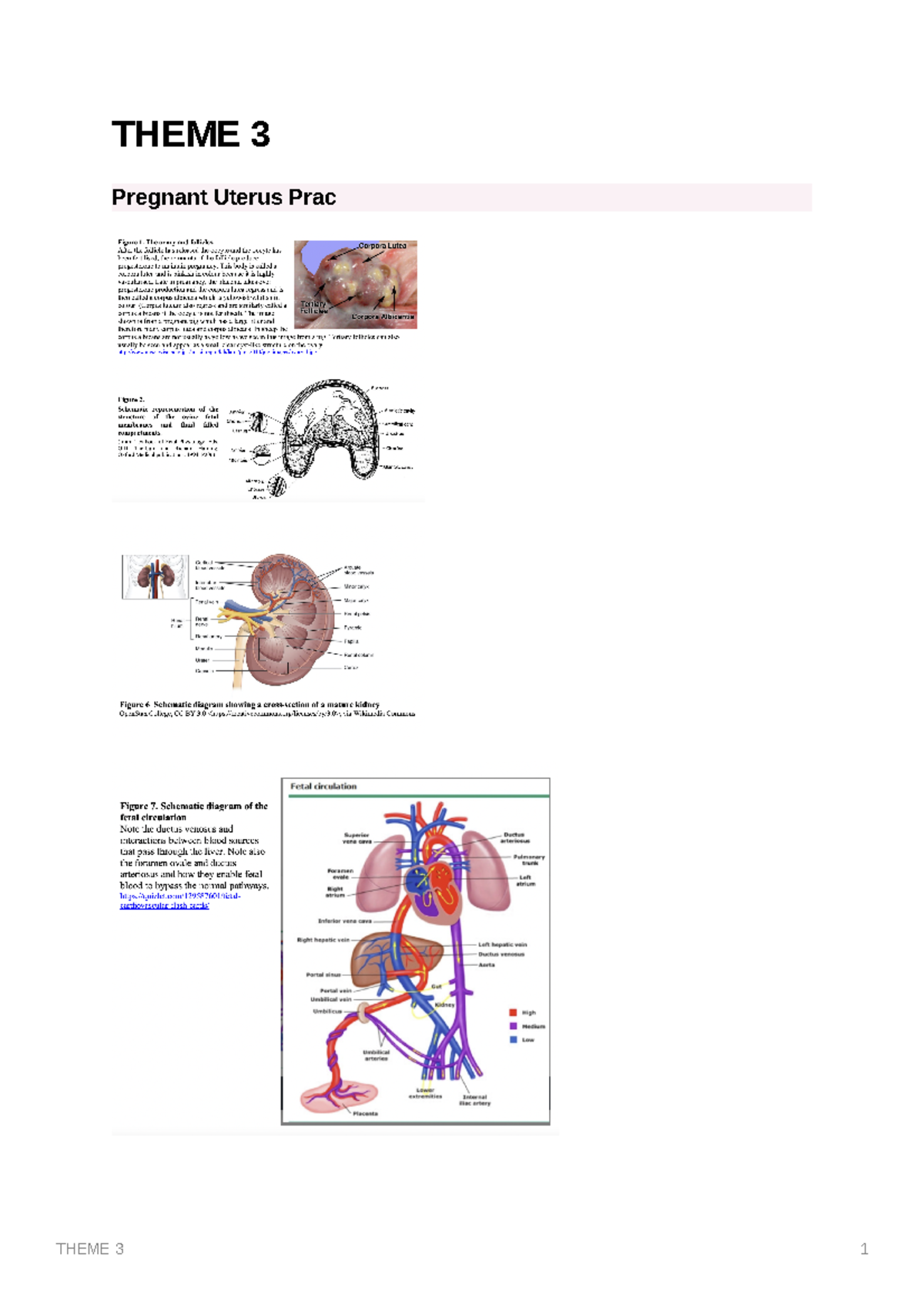 BME3082 Theme 3 notes - THEME 3 Pregnant Uterus Prac THE UTERUS AND ...