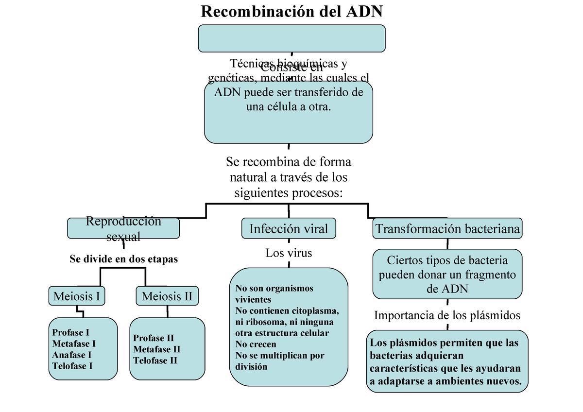 Mapa conceptual sobre la recombinación del ADN - Recombinación del ADN  Técnicas bioquímicas y - Studocu