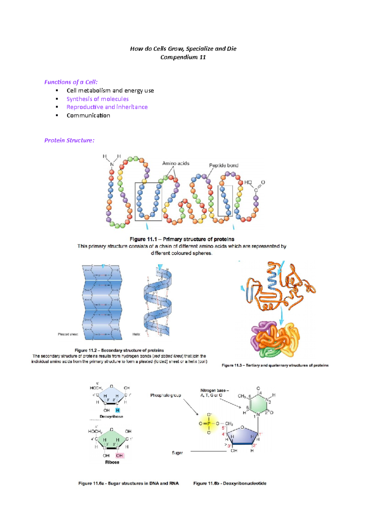 how-do-cells-grow-cell-duplication-process-lecture-notes-how-do