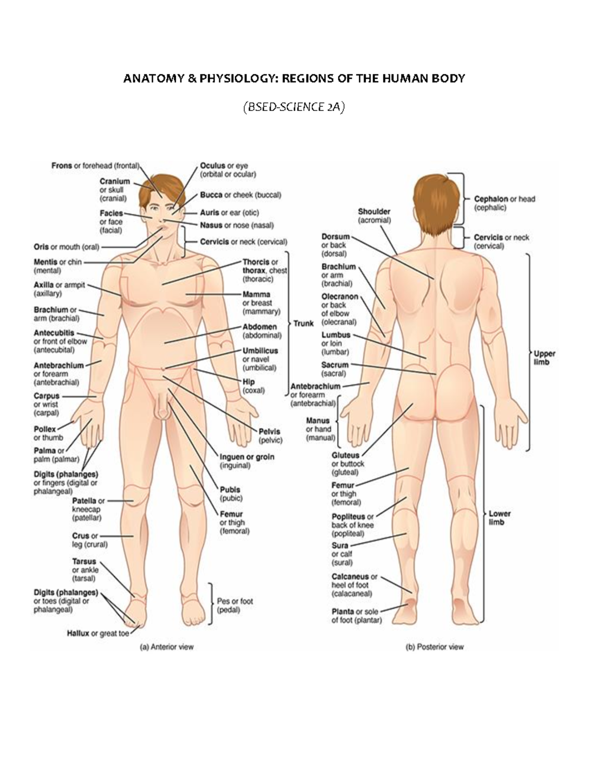 Inbound 8815664796049484777 - ANATOMY PHYSIOLOGY: REGIONS OF THE HUMAN ...