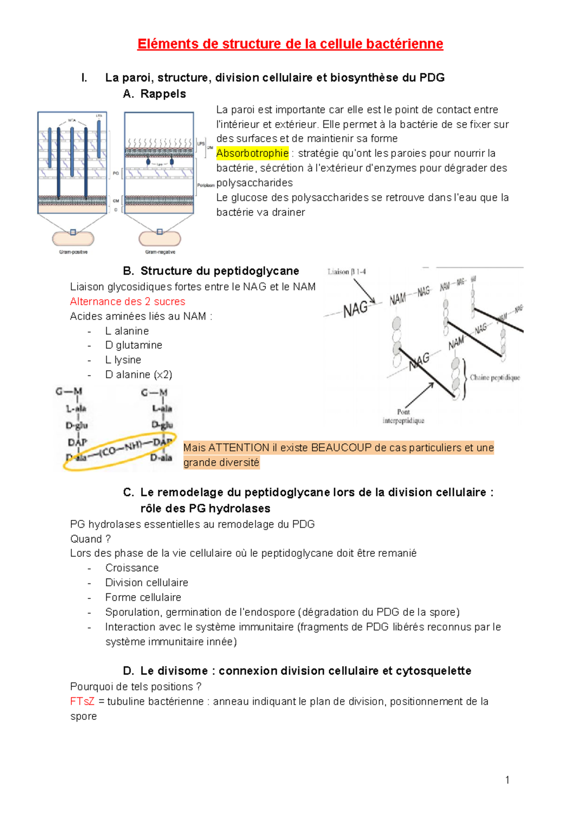 structure du peptidoglycane paroi cellulaire bactérienne