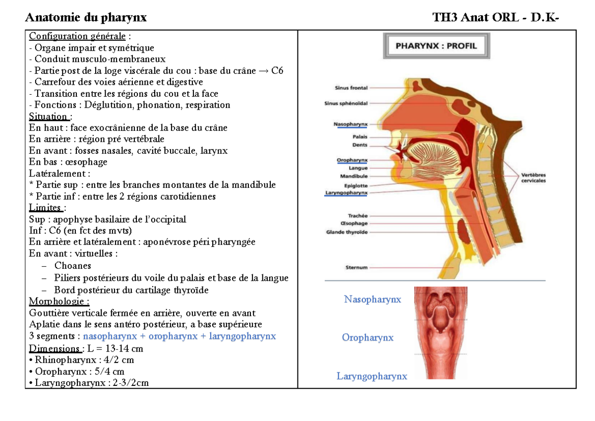 1. Anatomiedupharynx (By K Anatomie du pharynx TH3 Anat ORL D